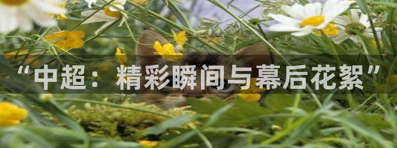 jrs蜘蛛直播球帝带：“中超：精彩瞬间与幕后花絮”
